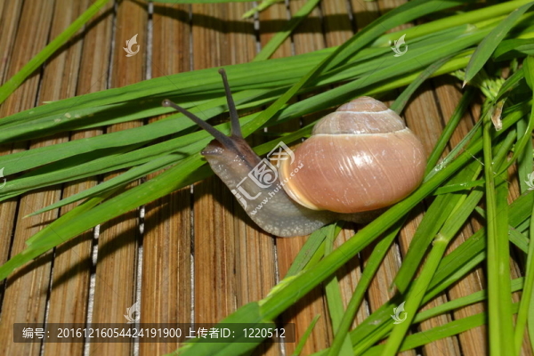 蝸牛和草本