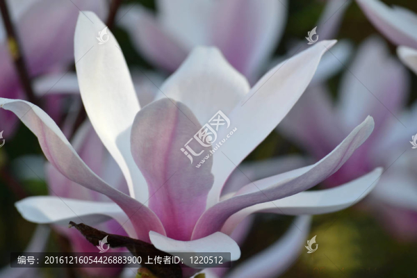 木蘭