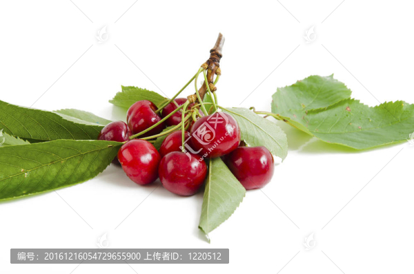 紅櫻桃葉
