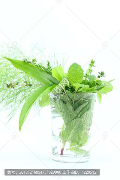 綠色草本植物