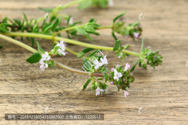 新鮮的百里香