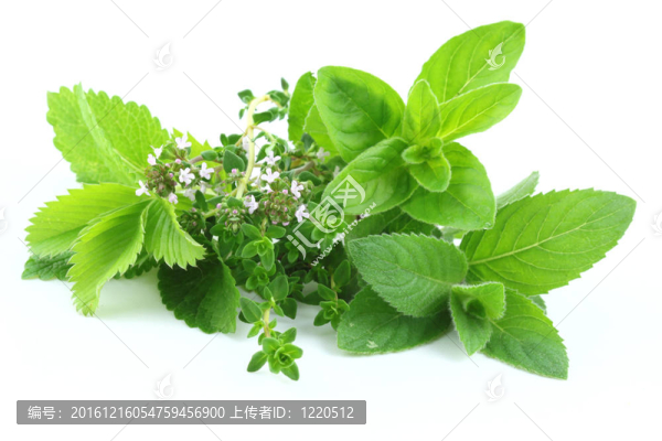 綠色草本植物