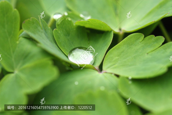 葉片和水滴