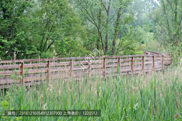 在一個(gè)自然公園小徑木棧道自然