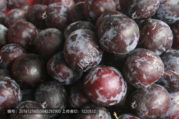 新摘的李子