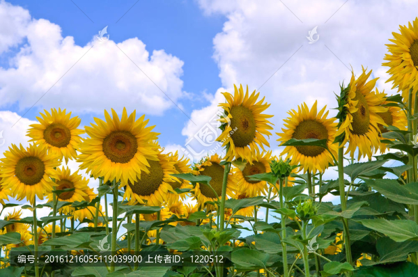 向日葵花田。