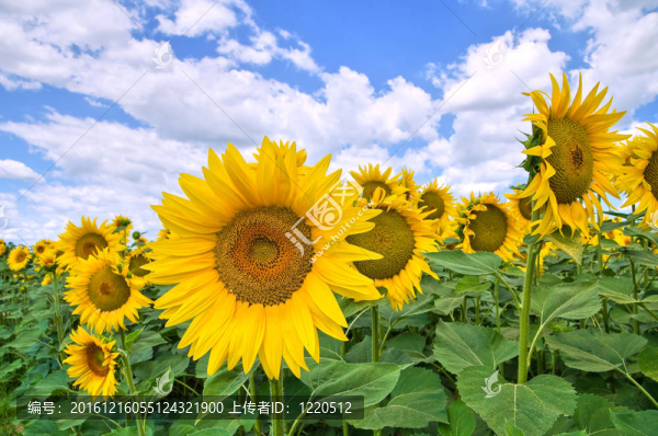 向日葵花田。