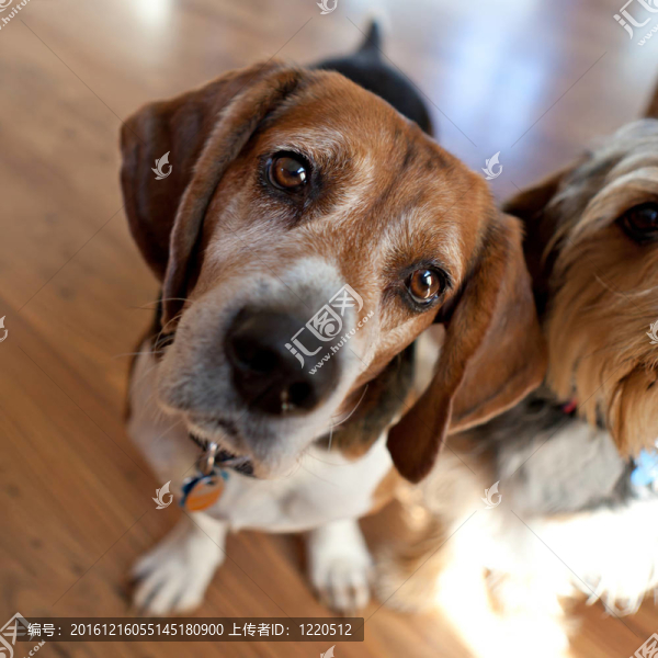 比格犬頭部傾斜