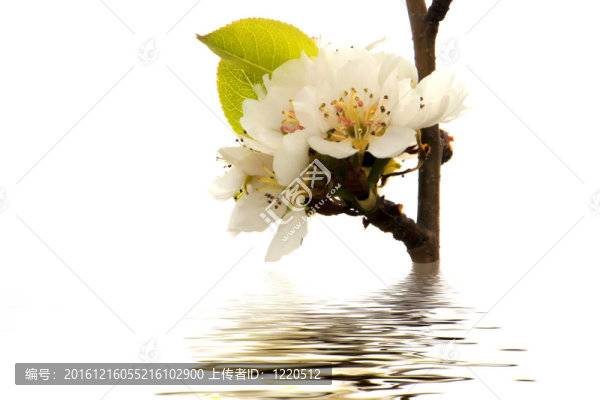 白色的花