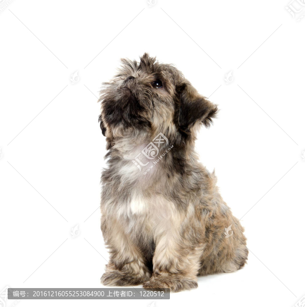 Shih,Tzu的小狗