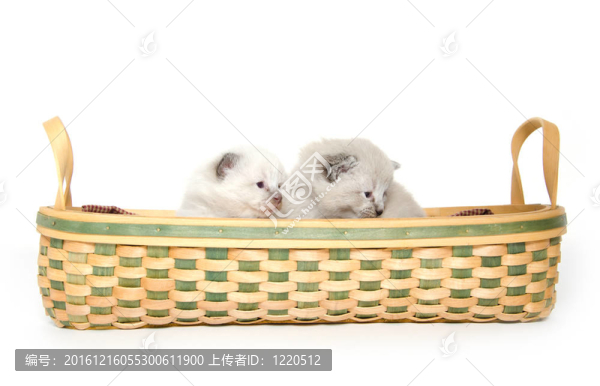 籃子里的兩只可愛的小貓