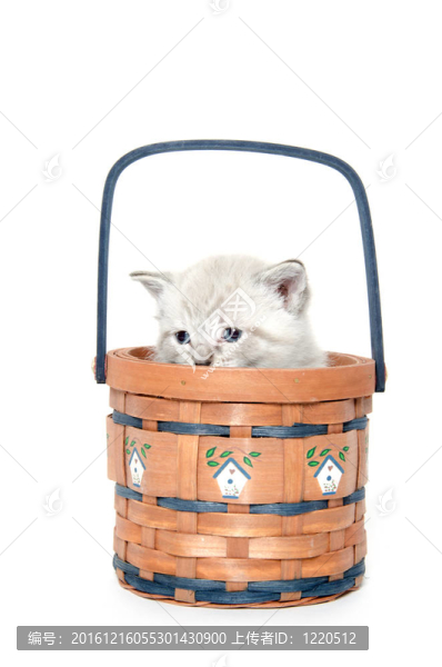 可愛的小貓在籃子里