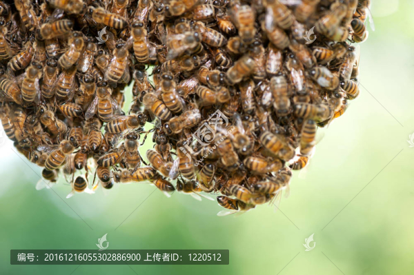 一群蜜蜂