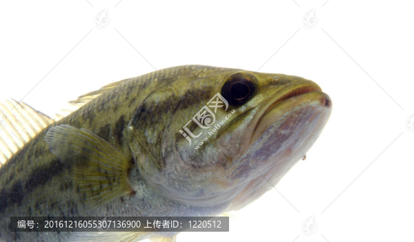 大口黑鱸在水