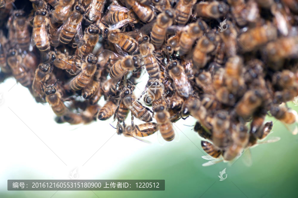 一群蜜蜂