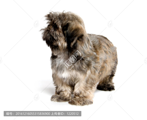 Shih,Tzu的小狗