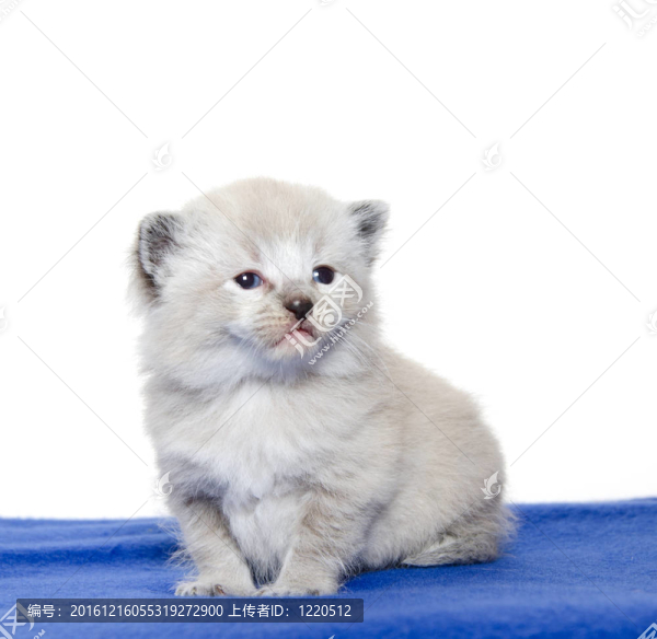 可愛(ài)的小貓?jiān)谒{(lán)色毛毯