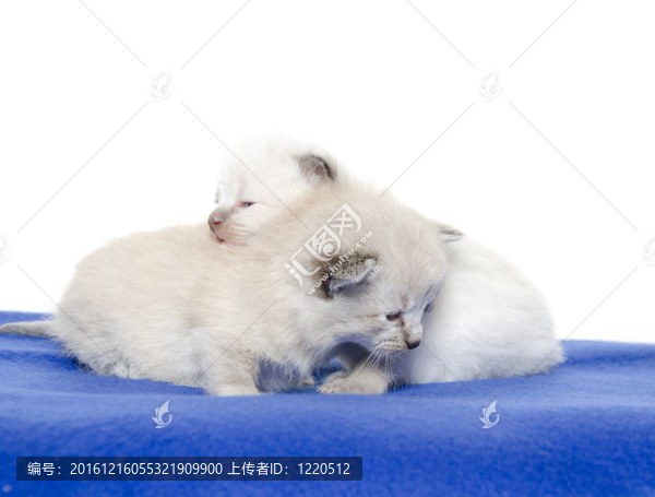 藍色毛毯上的兩只可愛小貓