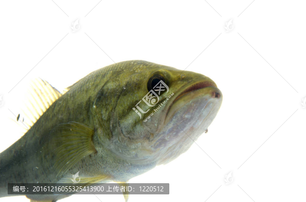 大口黑鱸在水