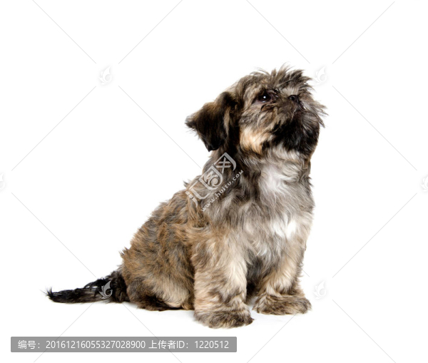 Shih,Tzu的小狗