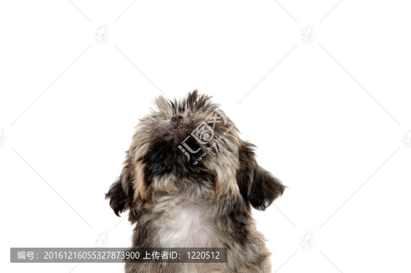 Shih,Tzu的小狗