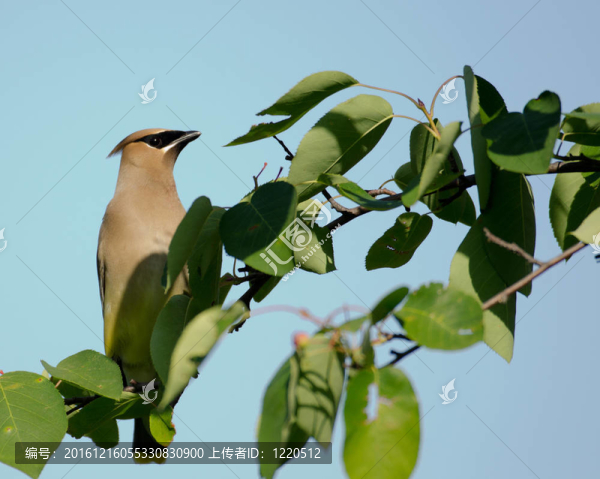 雪松太平鳥