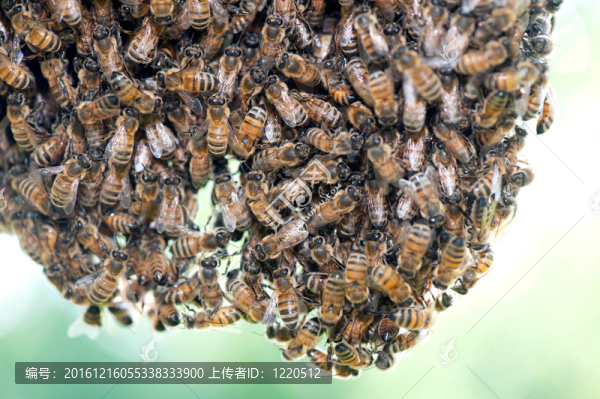 一群蜜蜂