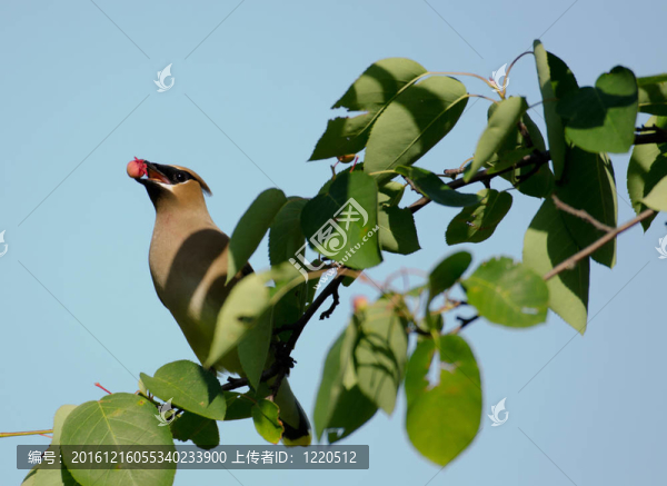 雪松太平鳥