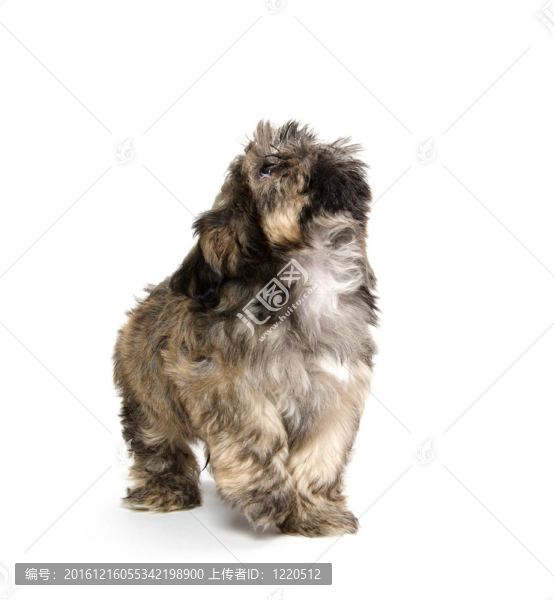 Shih,Tzu的小狗