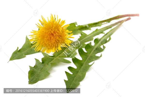 苦菜