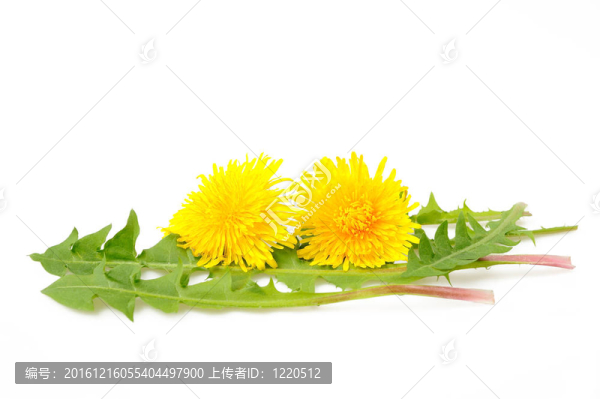 苦菜