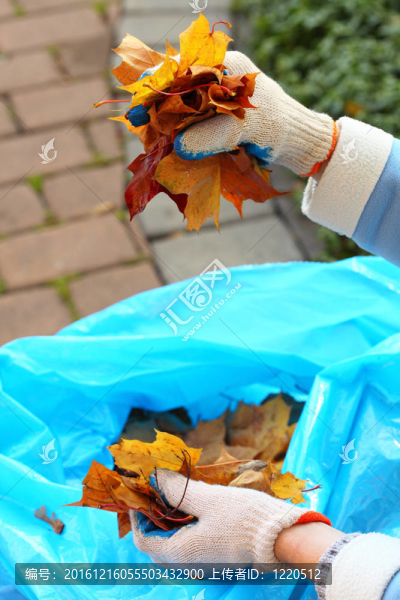 手中的楓葉；金色的秋天
