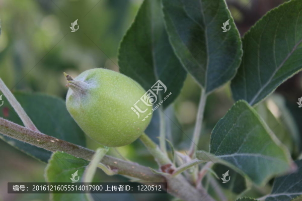 樹上生長的小蘋果