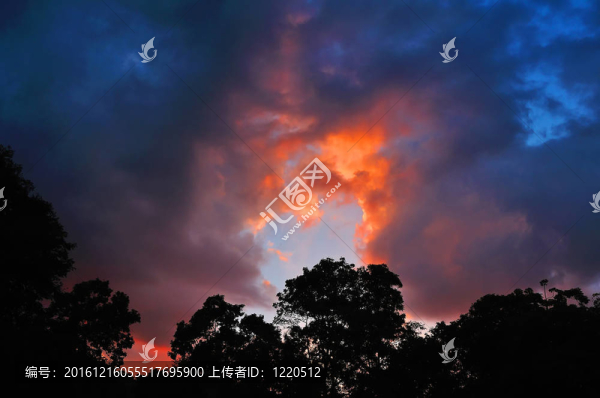 日落樹剪影