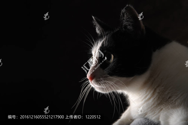 黑色背景上美麗的黑白快樂貓
