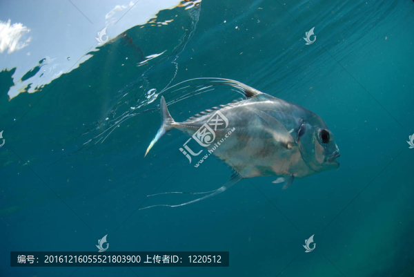 美麗的非洲鯧鲹魚在海里游泳