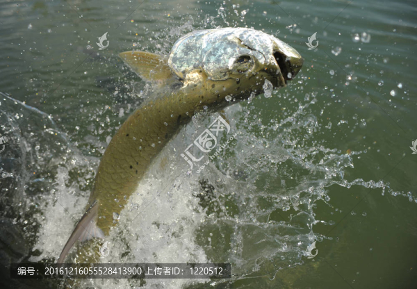 美麗的大海鰱魚(yú)跳出水