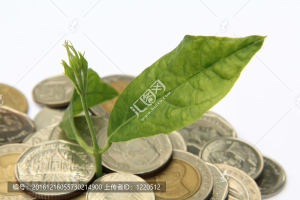 植物在硬幣