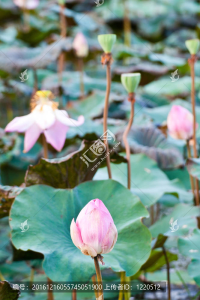 荷花安靜的回水湖觀