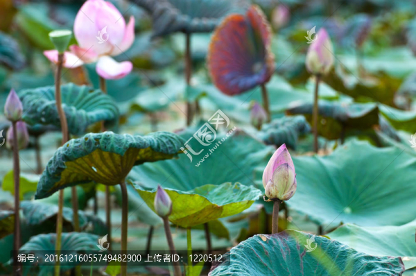 荷花安靜的回水湖觀