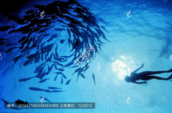 海洋運(yùn)動-水肺潛水