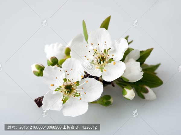 李子開花