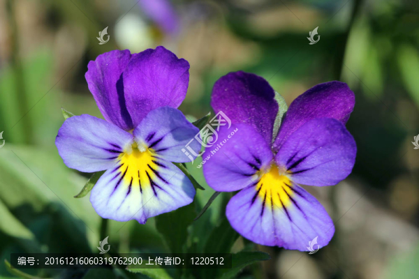 雷公藤多苷一種兩三色堇花