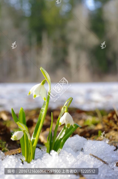 雪花蓮