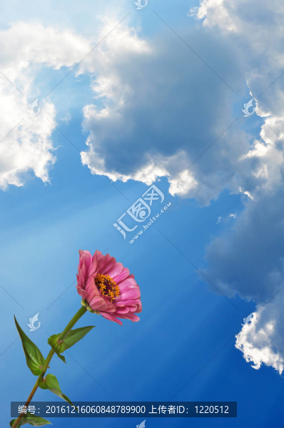 Flower,Zinnia和天空