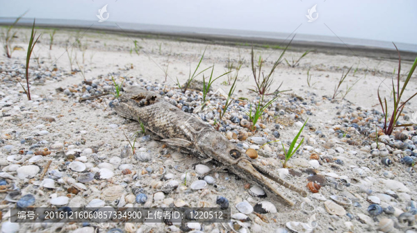 死的淡水魚