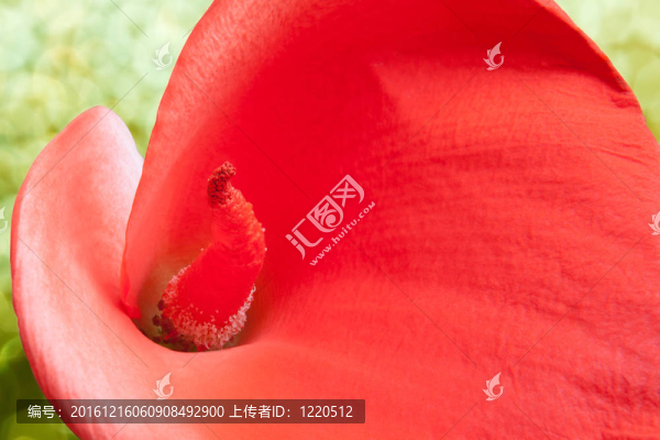 特寫紅色馬蹄蓮