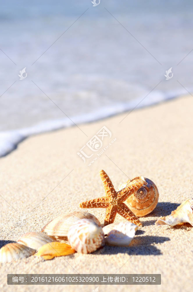 海灘上的海星
