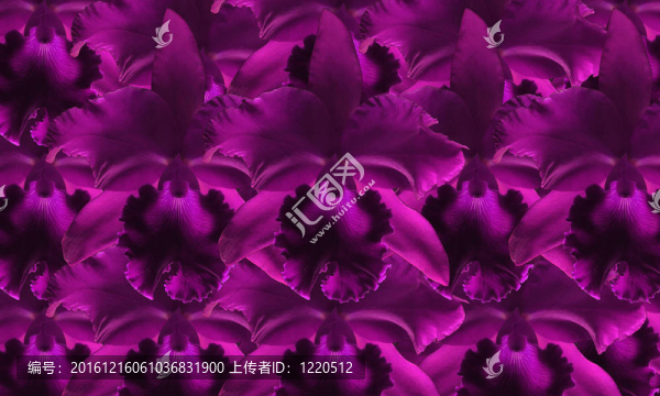 美麗的紫蘭花背景