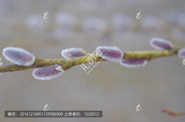 小柳樹的枝條